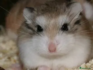 Hamster rodents Robo hamster - Advert 1