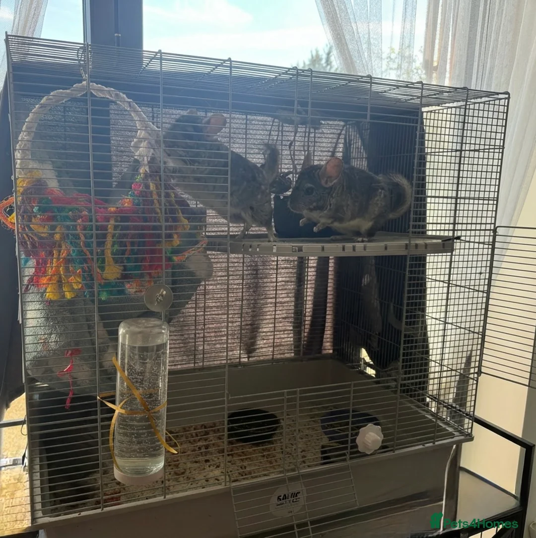 Chinchilla rodents for sale: Beautiful 11-week-old girls in Greenford - Advert 5