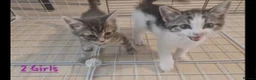 Mixed Breed cats for sale: Beautiful grey female kitten - Advert 2