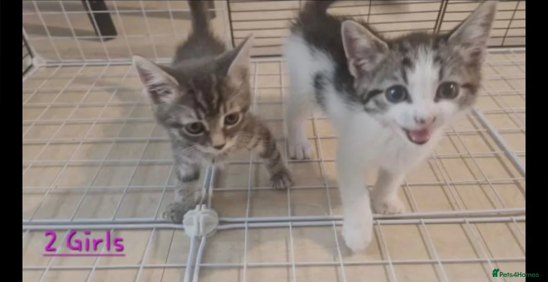 Mixed Breed cats for sale: Beautiful grey female kitten - Advert 2