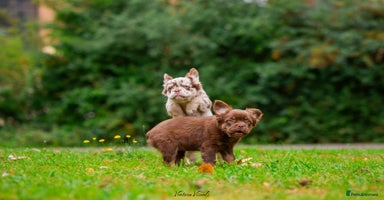 French Bulldog dogs - Advert 3