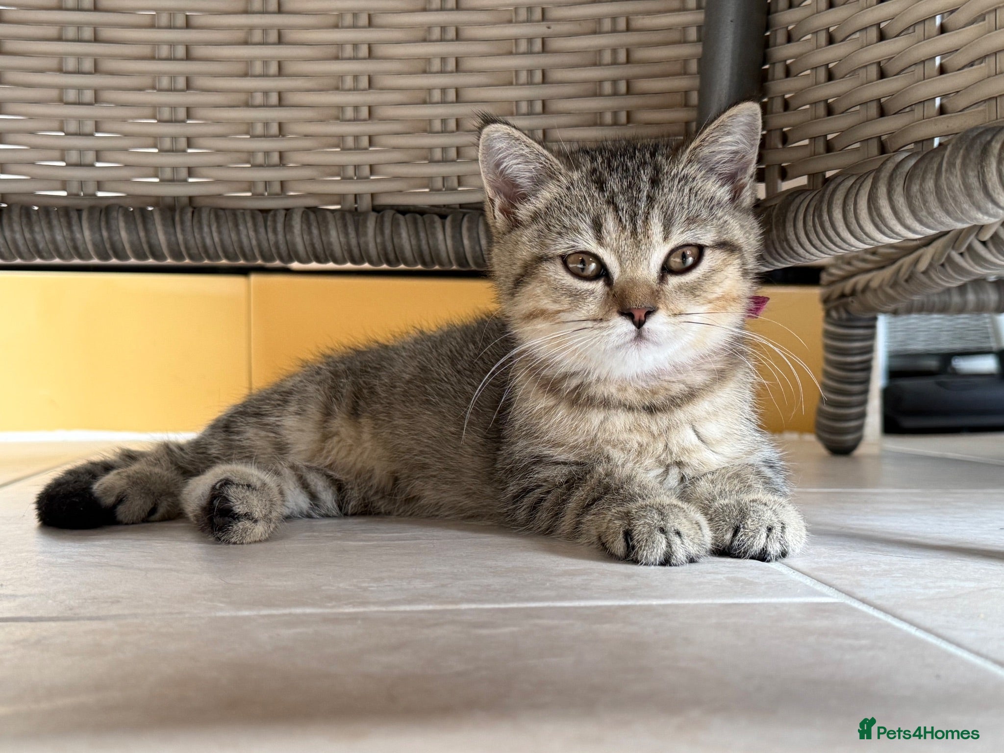 British Shorthair cats 🐾 Champion GCCF BSH Kittens 🐾 - Advert 2