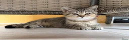 British Shorthair cats for sale: 🐾 Champion GCCF BSH Kittens 🐾 - Advert 2