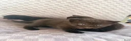 Mixed Breed cats for sale: Black tabby kittens  - Advert 11