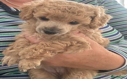 Toy Poodle dogs for sale: Toy poodle - Image 4