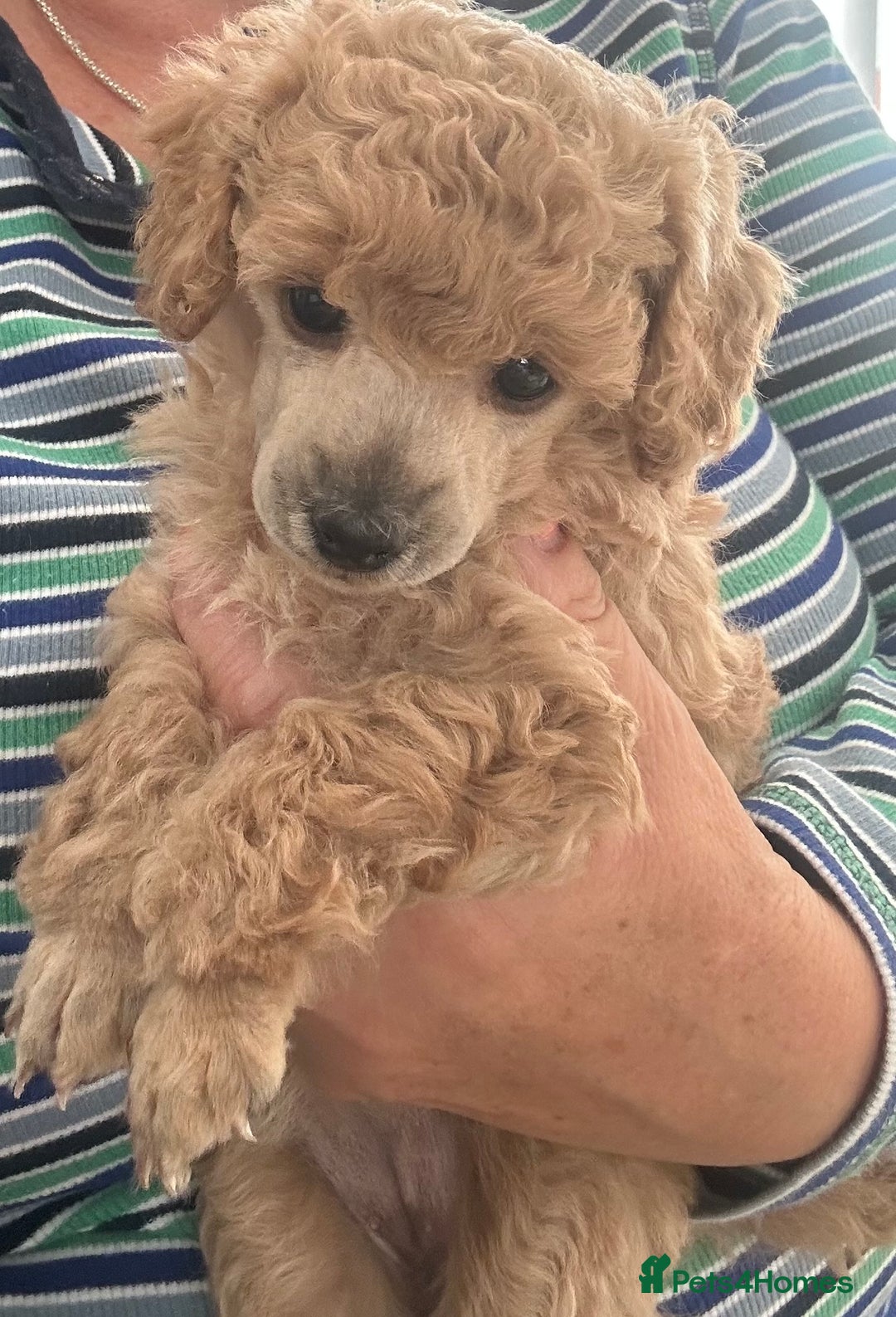 Toy Poodle dogs for sale: Toy poodle - Image 4