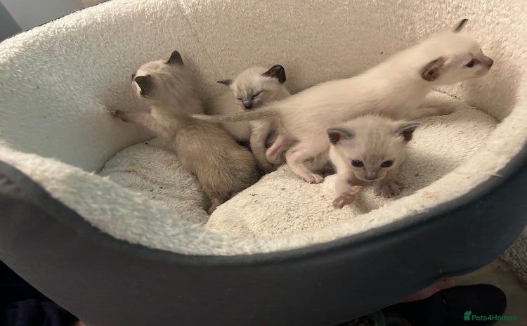 Siamese cats - Advert 3