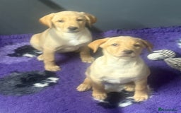 Labrador Retriever dogs for sale: 2 Yellow Females 👀🏡 in Boston - Image 3
