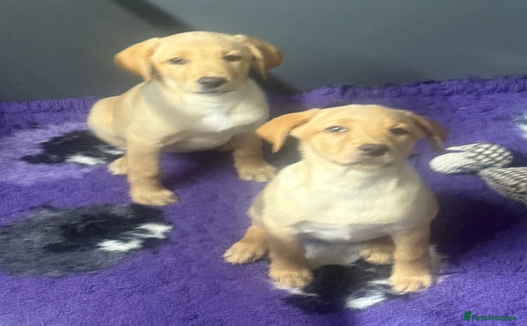 Labrador Retriever dogs in Boston - Advert 16