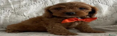 Cockapoo 2