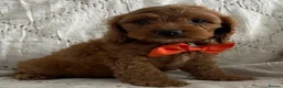 Cockapoo dogs for sale: AMAZING HEALTH CLEAR F1 COCKAPOO  - Advert 21