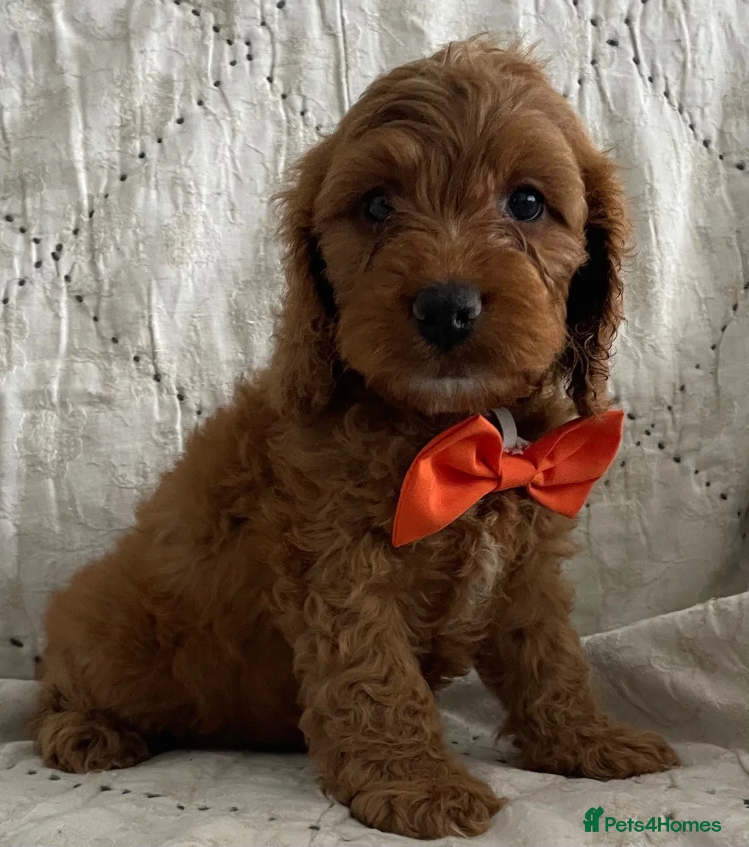 Cockapoo dogs for sale: AMAZING HEALTH CLEAR F1 COCKAPOO  - Advert 21
