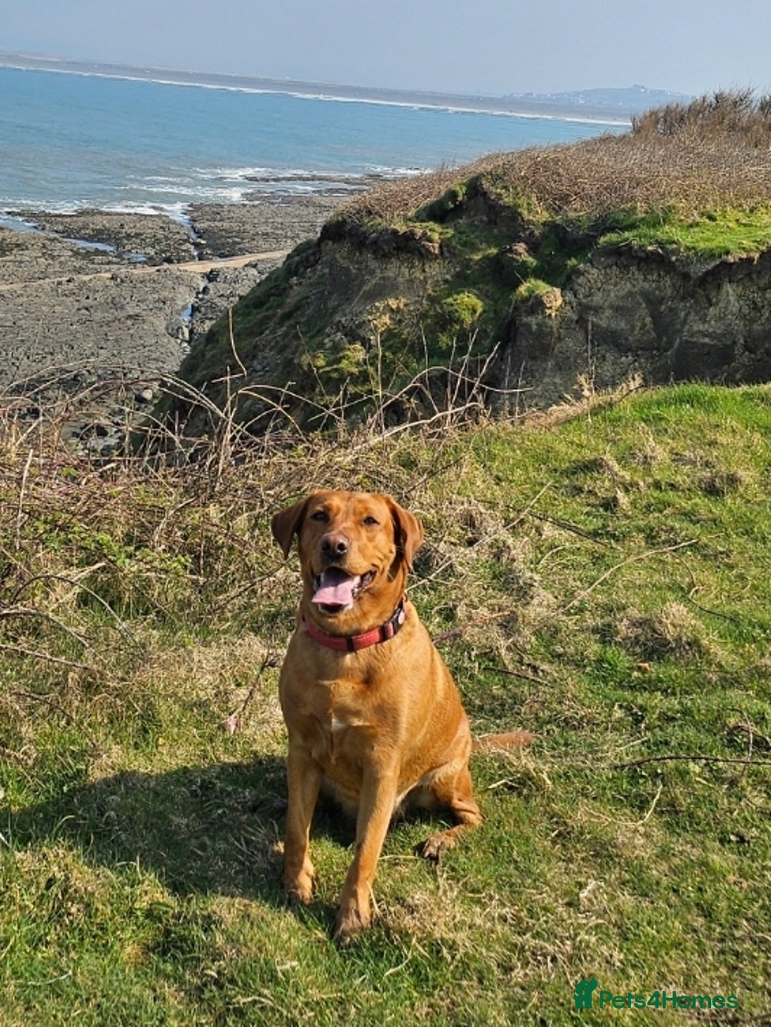 Labrador Retriever dogs for sale: Stunning fox red labrador puppies for sale - Image 2