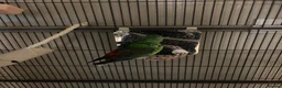 Parrots birds for sale: Red rump parrots  in Morecambe - Advert 2