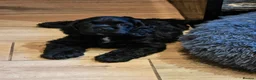 American Cocker Spaniel dogs for sale: American cocker spaniels puppies - Advert 9