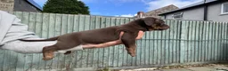 Mixed Breed dogs for sale: Mum bull mix dad European Doberman Bullderman pups in Swansea - Advert 5