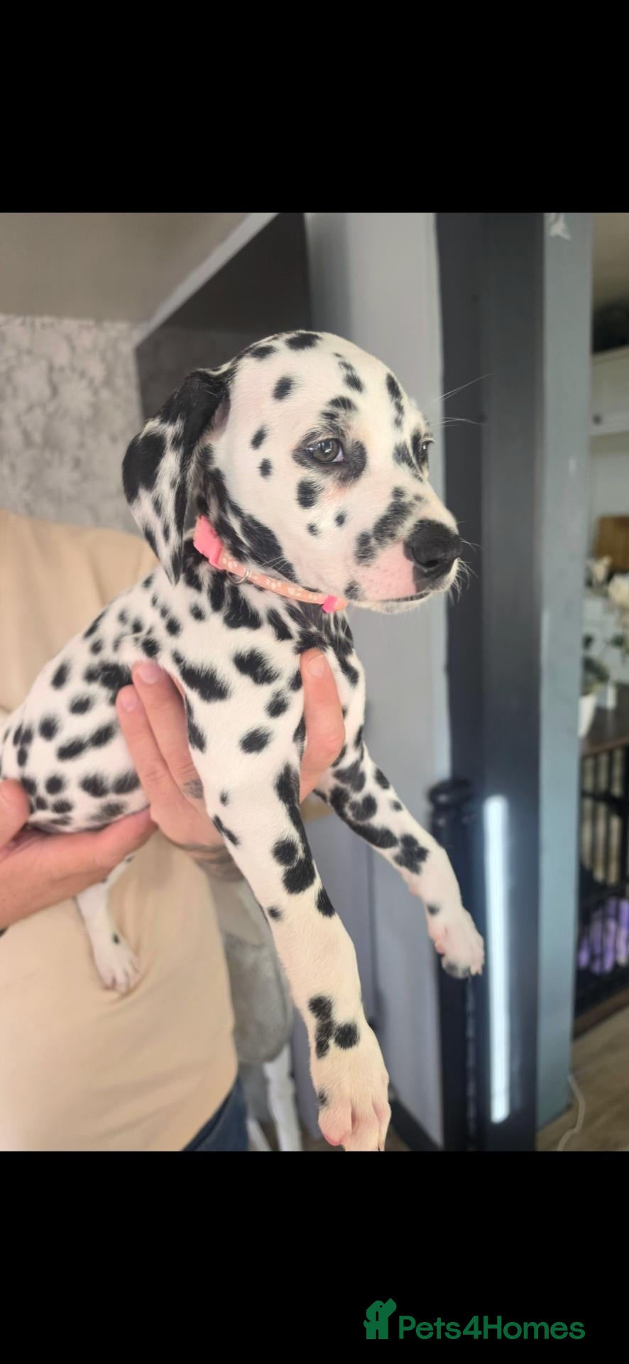Dalmatian dogs Kc registered stunning dalmatian puppies  - Advert 2