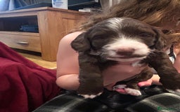 Mixed Breed dogs for sale: Dachshund puppies  - Image 6