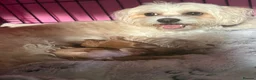 Maltipoo dogs for sale: Maltipoo Puppy - Advert 1