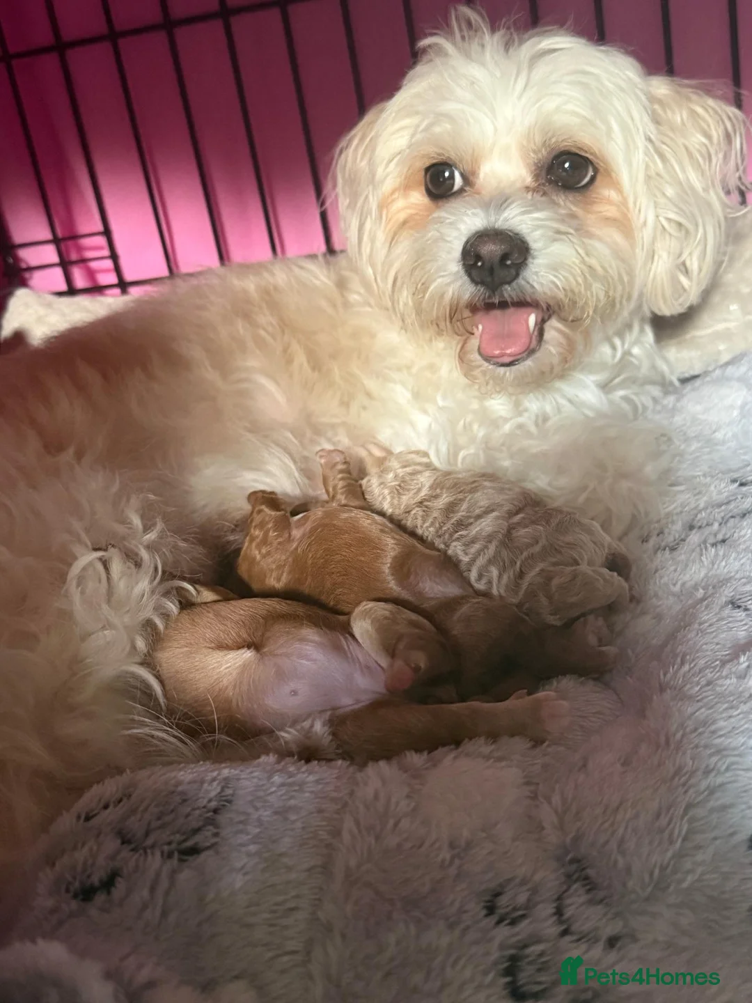 Maltipoo dogs for sale: Maltipoo Puppy - Advert 1