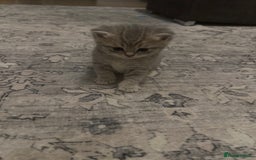 British Shorthair cats for sale:  British kittens - Image 3
