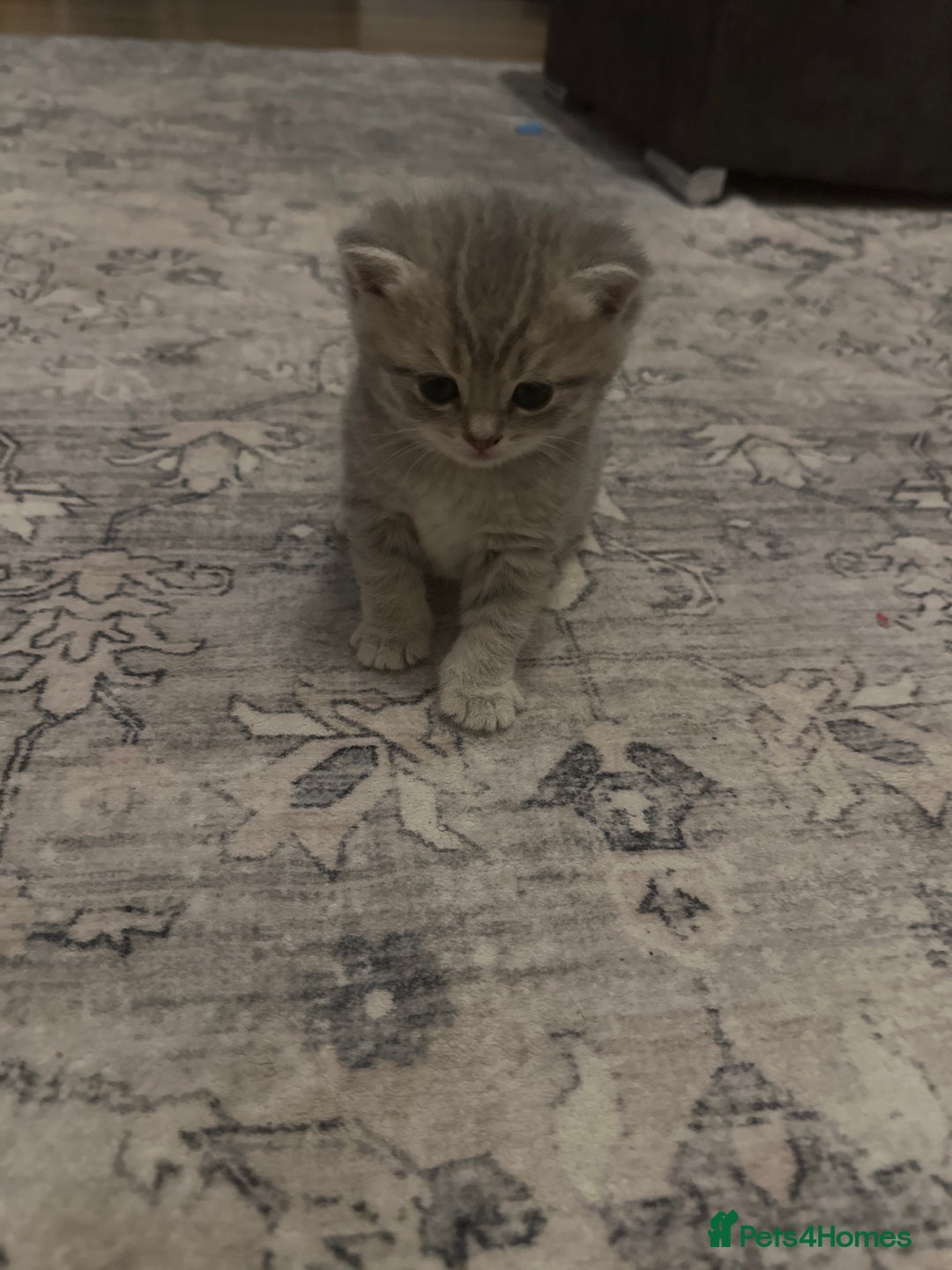 British Shorthair cats for sale:  British kittens - Image 3