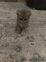 British Shorthair cats - Advert 8