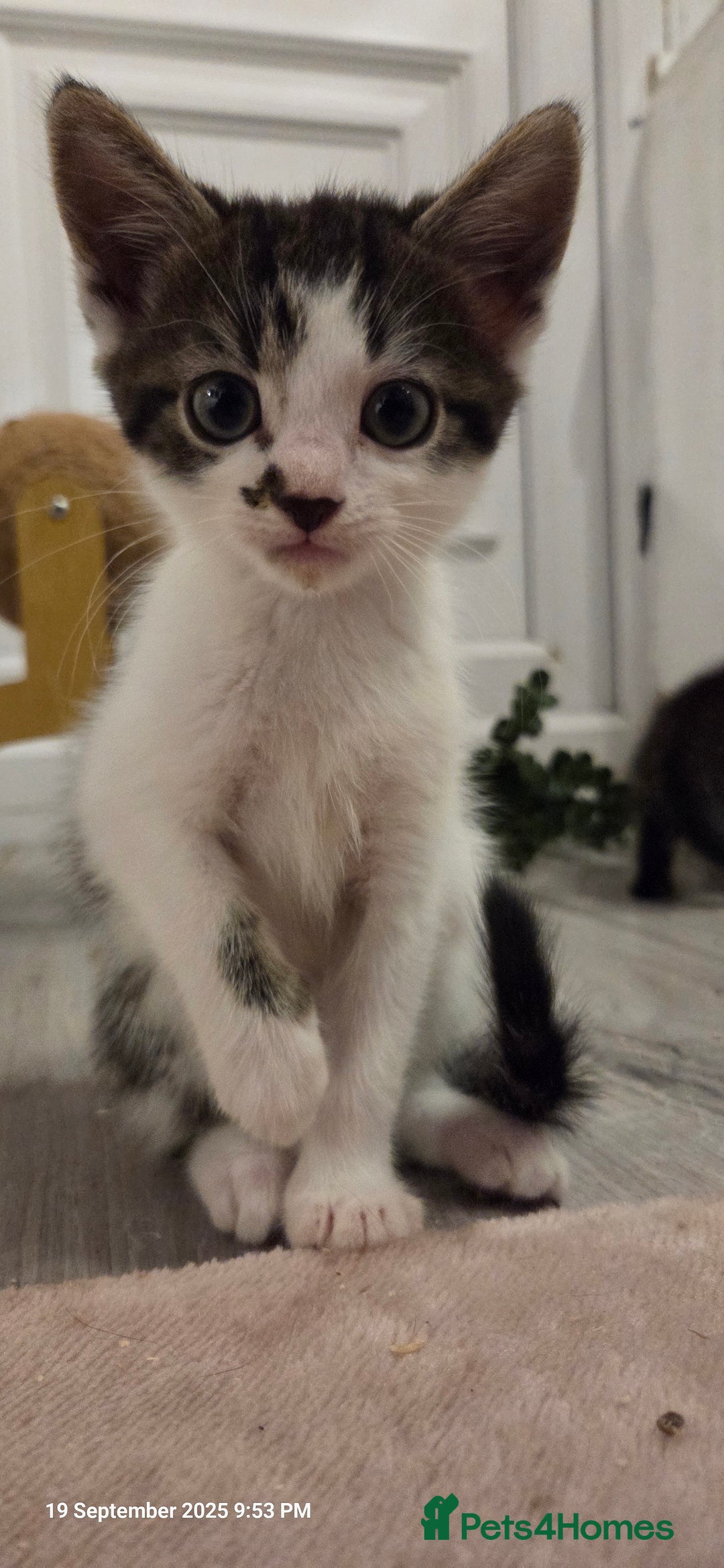 Domestic Shorthair cats for sale: Kittens  - Image 8