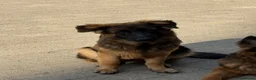 German Shepherd dogs for sale: Long coat German Shepherd - Advert 5