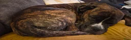 Mixed Breed dogs for sale: COOPER  - Advert 3