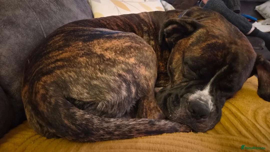 Mixed Breed dogs for sale: COOPER  - Advert 3