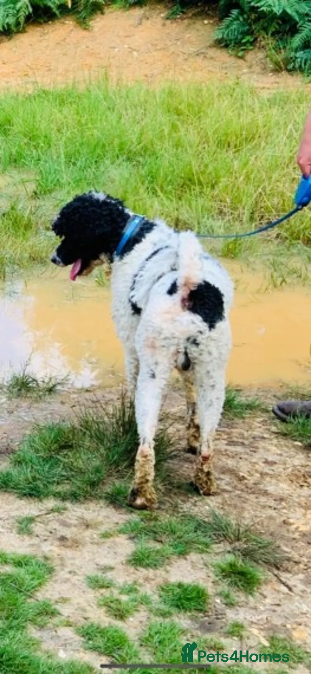 Standard Poodle dogs for stud: Standard party poodle in Marlborough - Advert 21