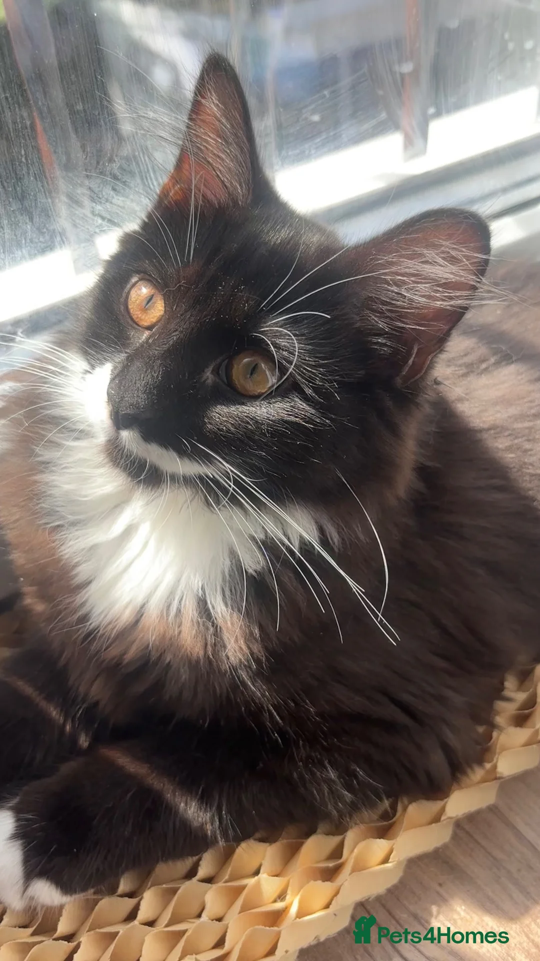 Mixed Breed cats for sale: Two brothers- keanu & towi - Advert 6