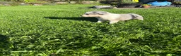 Border Collie dogs for sale: Border Collie puppies for sale 💙💙💙 - Advert 4