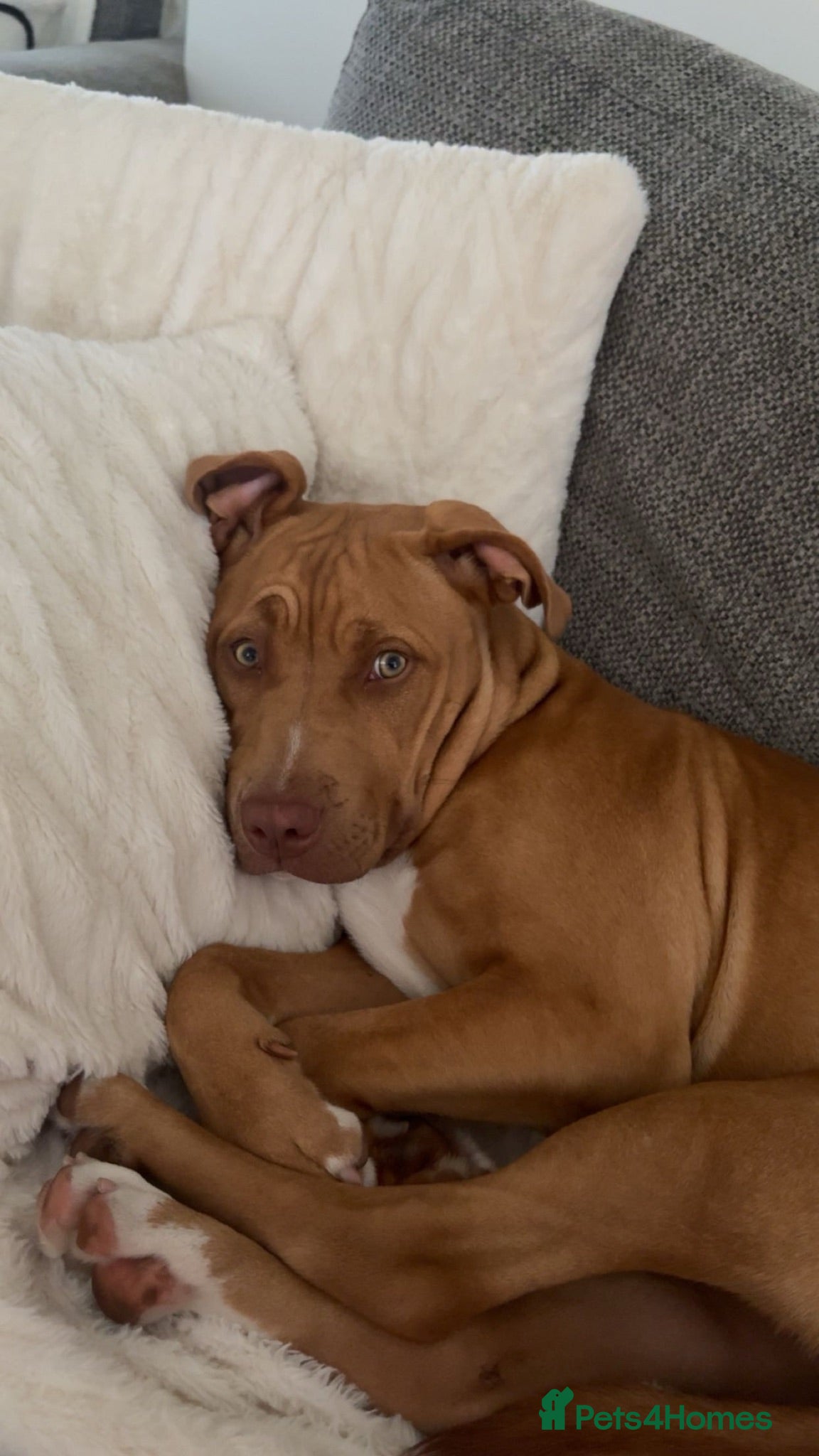 Mixed Breed dogs Bella - Advert 10