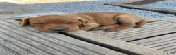 Labrador Retriever dogs for sale: Beautiful fox red labradrs - Advert 2