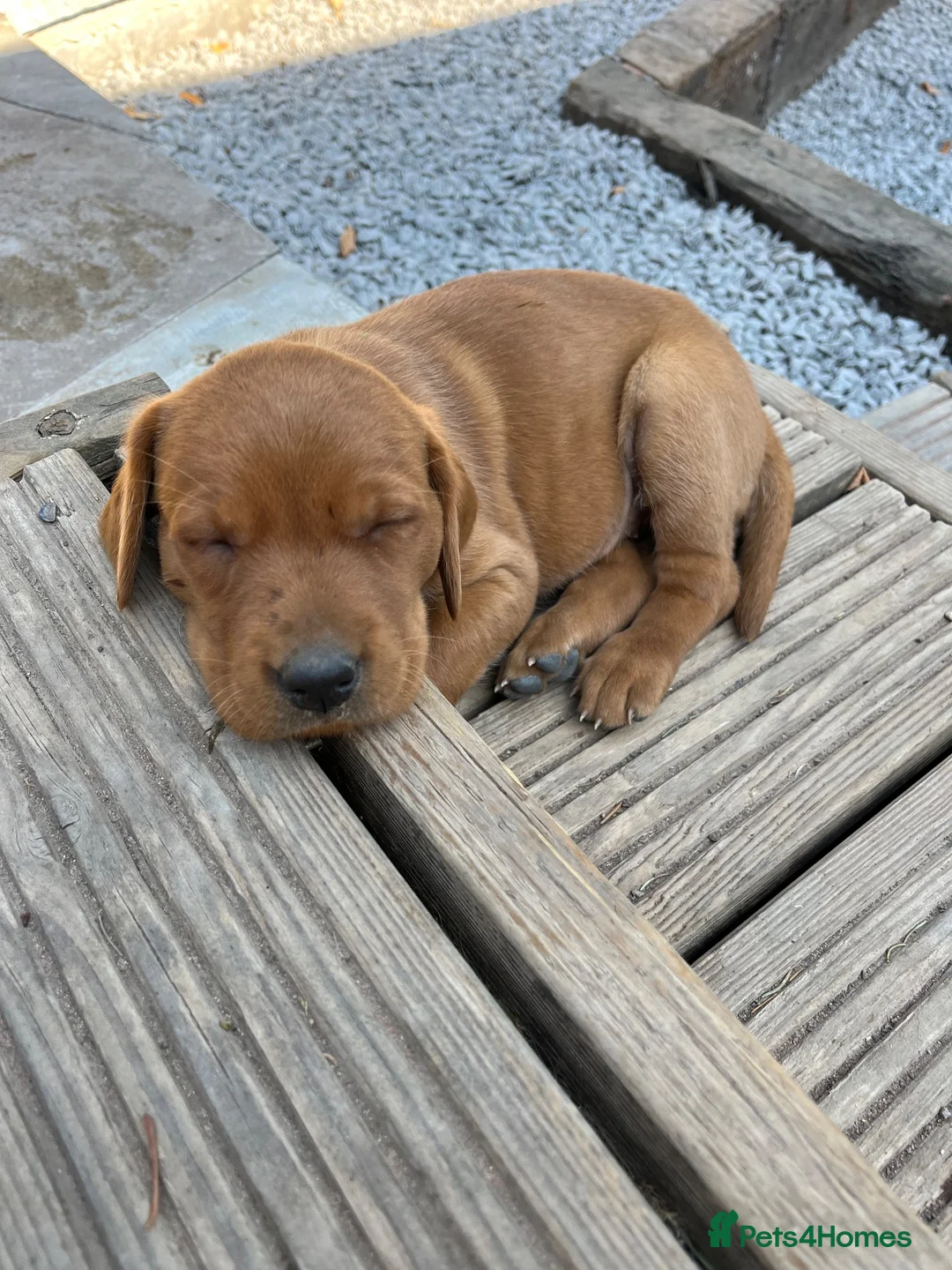 Labrador Retriever dogs for sale: Beautiful fox red labradrs - Advert 2
