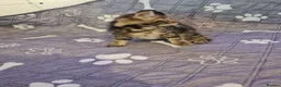 Mixed Breed cats for sale: Gorgeous kittens 2 long hair and 1 short  - Advert 16