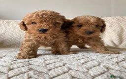 Cockapoo dogs for sale: Exquisite F2bb cockapoo pups - Image 6