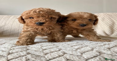 Cockapoo dogs - Advert 5
