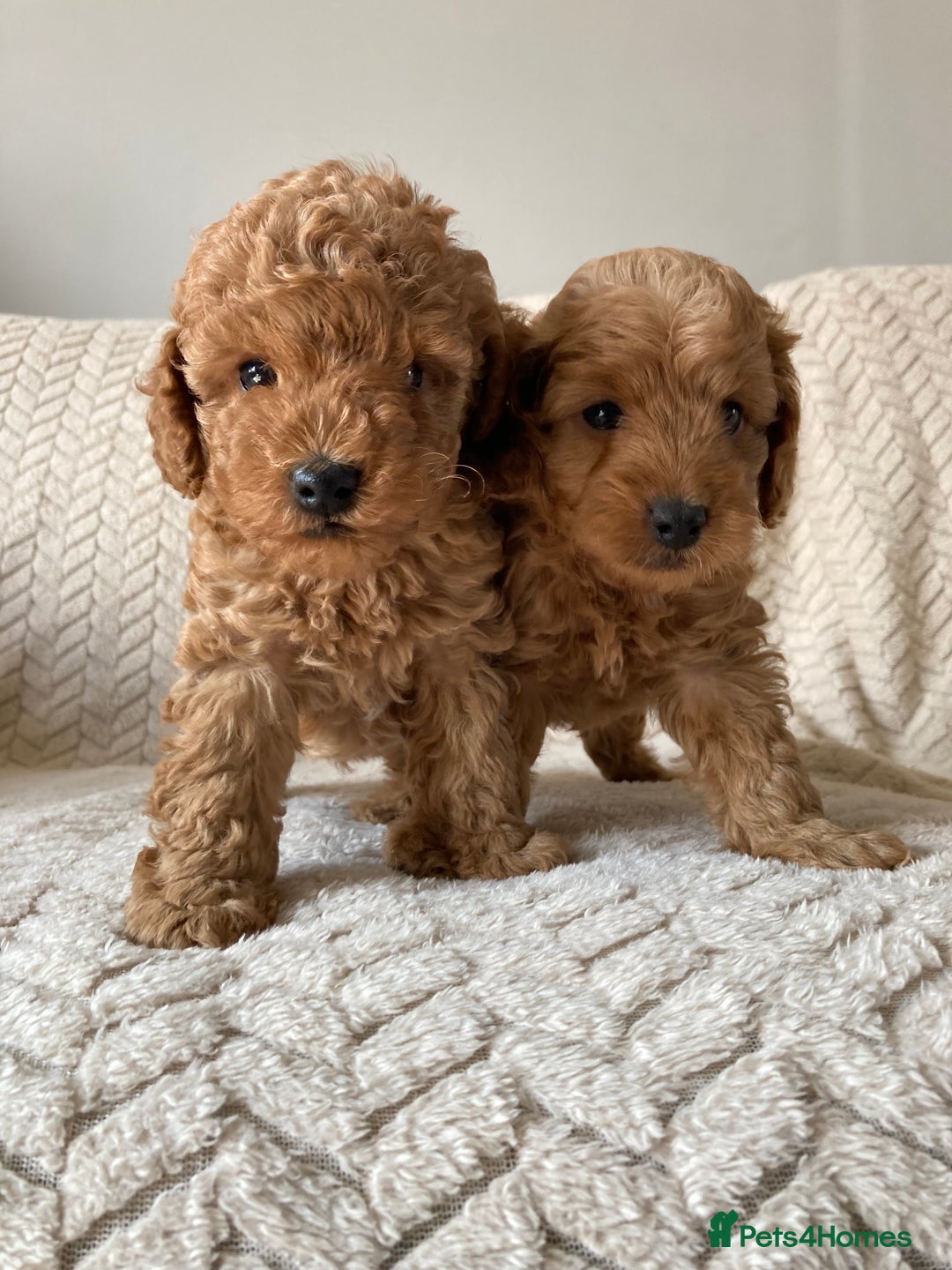 Cockapoo dogs for sale: Exquisite F2bb cockapoo pups - Image 6