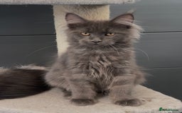 Maine Coon cats for sale: XL maine coon kittens Russia bloodlines Ready Now - Image 12