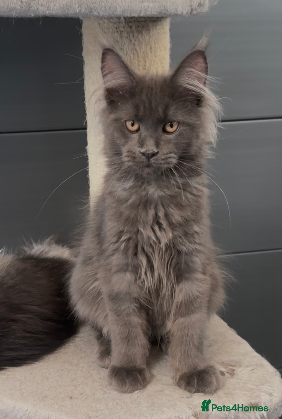 Maine Coon cats for sale: XL maine coon kittens Russia bloodlines Ready Now - Image 12
