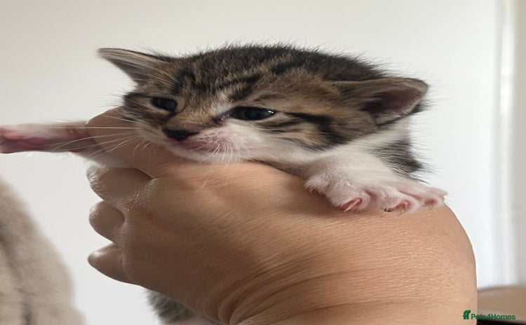 Mixed Breed cats - Advert 5