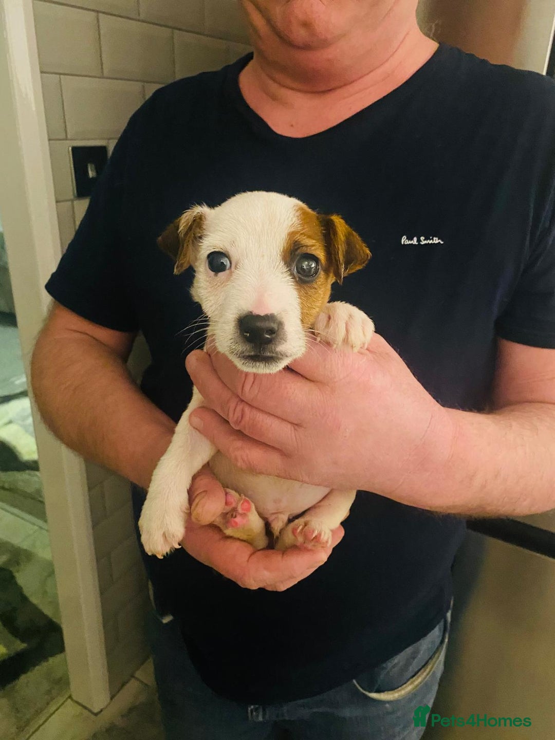 Jack Russell dogs for sale: Beautiful Jack Russell boy - Advert 4