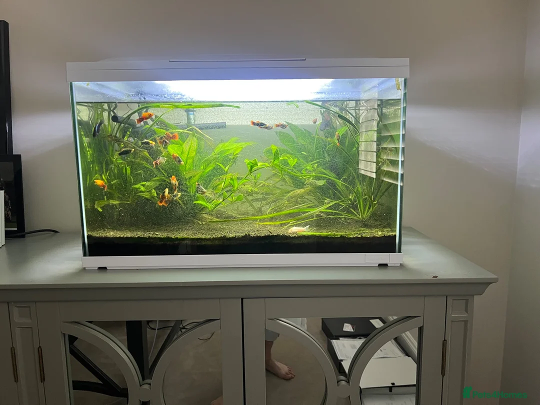 Other/Mixed Breed fish for sale: Fish tank with assorted fish  in Farnham - Advert 1