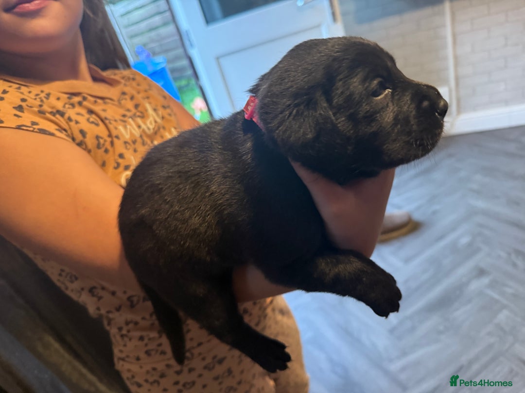 Labrador Retriever dogs for sale: Black labradors  - Image 17
