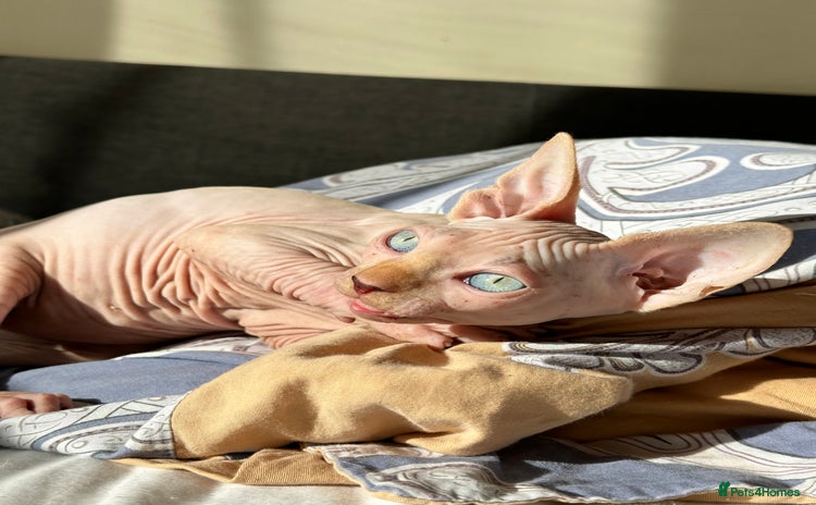 Sphynx cats - Advert 8