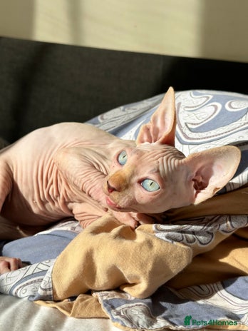 Sphynx cats - Advert 8