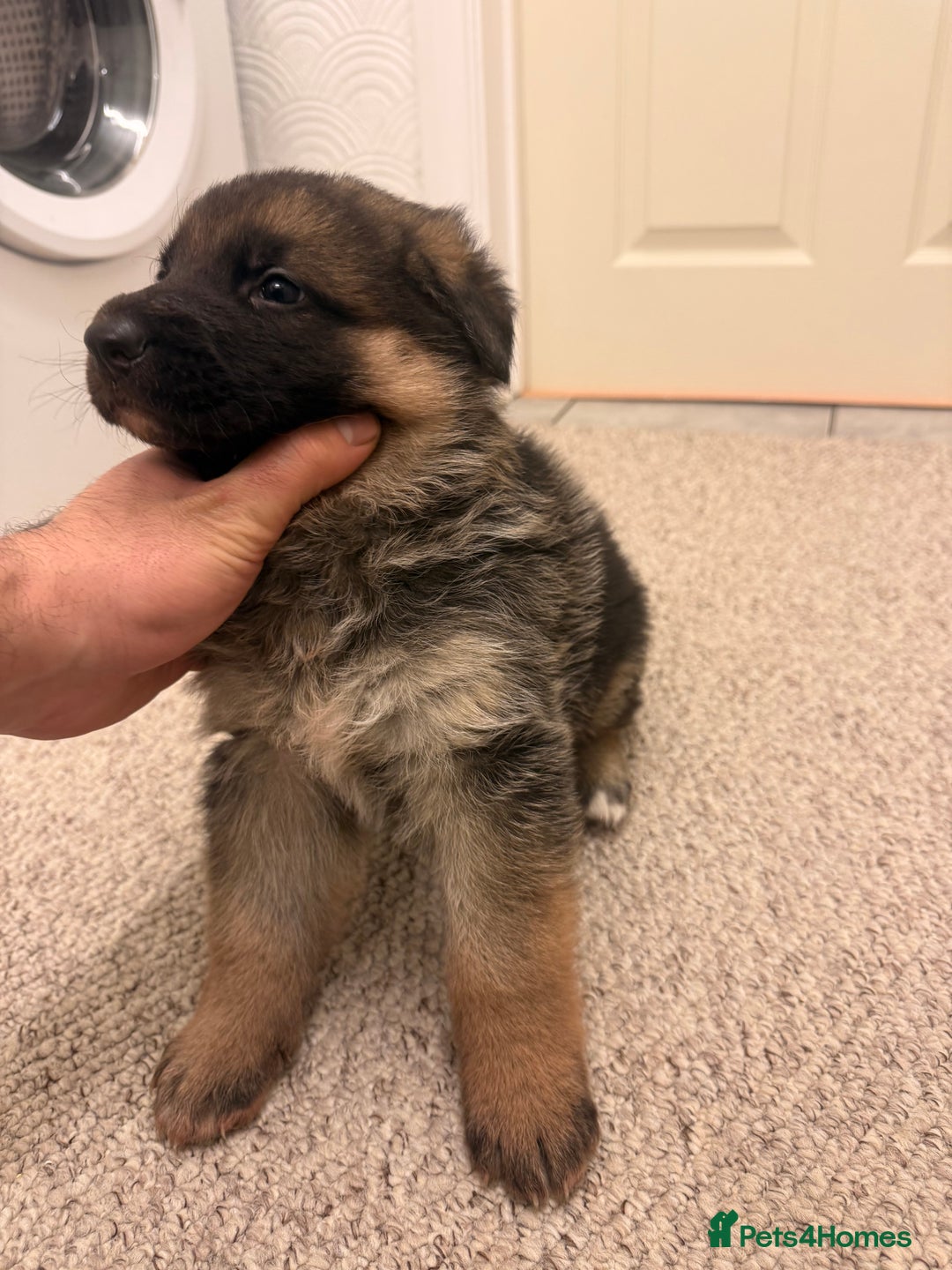 German Shepherd dogs for sale: German shepherd puppys kc pedigreepureblood line p - Advert 3